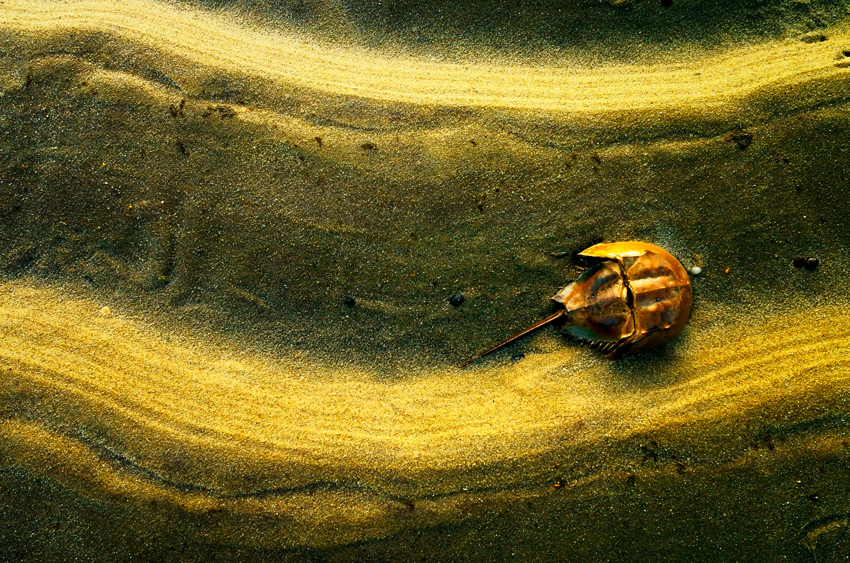 Crab
