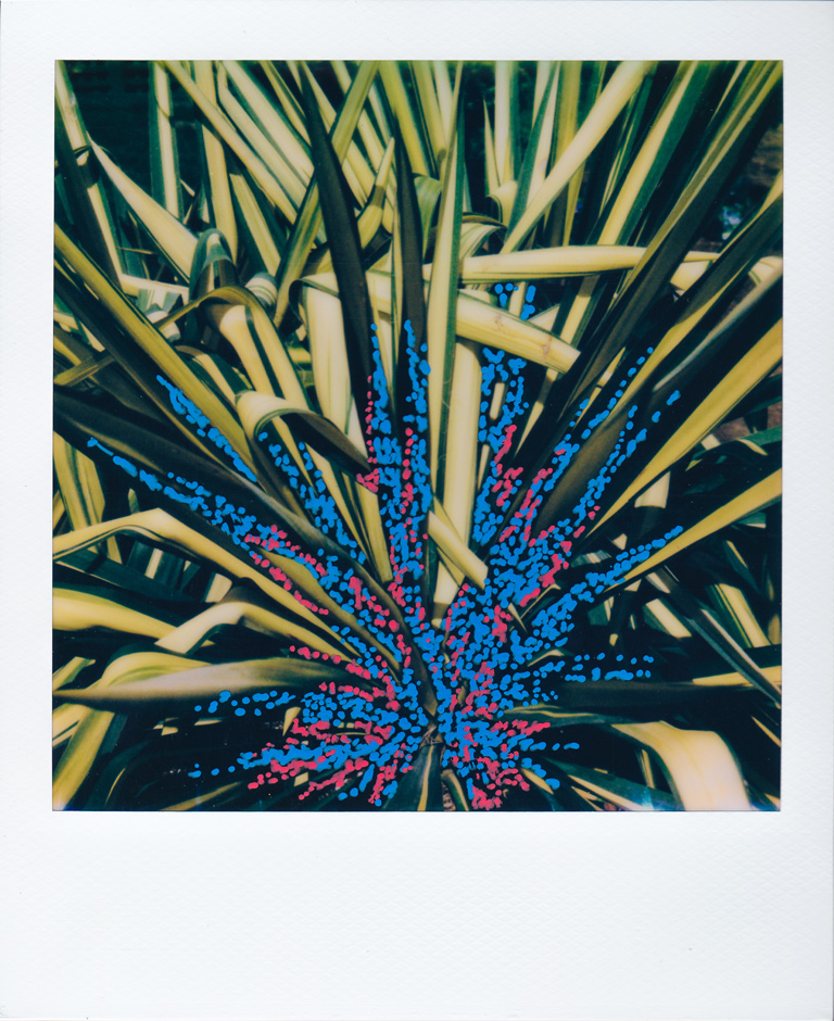 Flower-Polaroid1