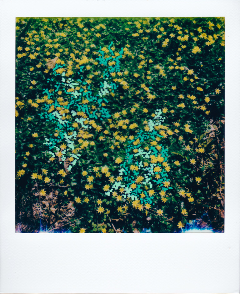 Flower-Polaroid2
