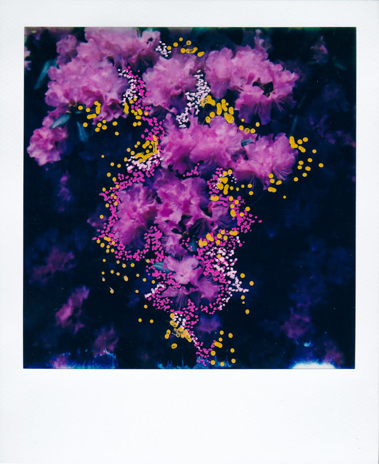 Flower-Polaroid5